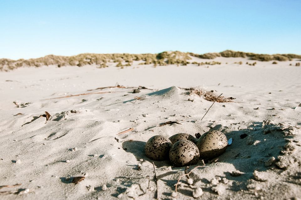 Boschplaat terschelling
