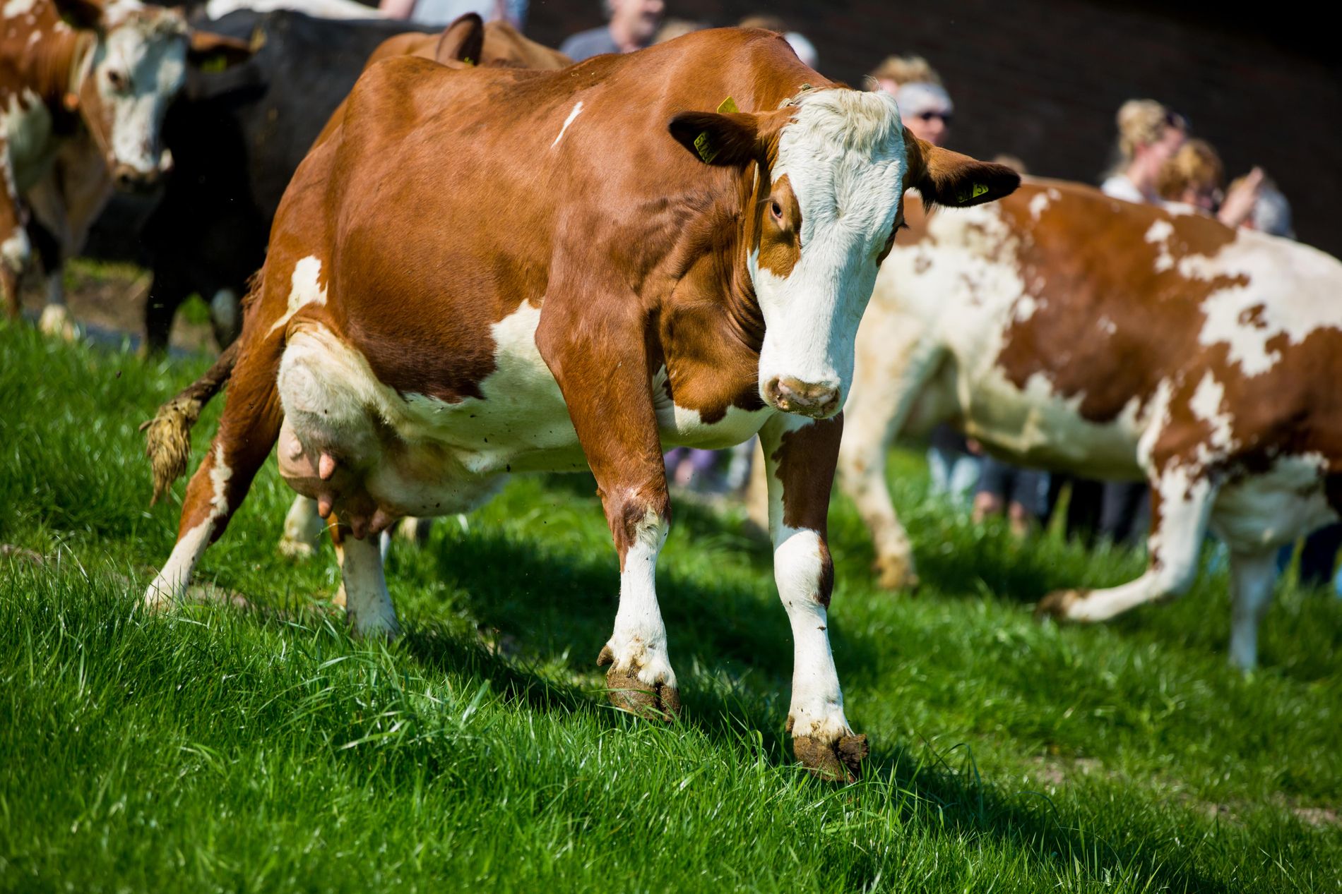 Koeien in de wei bij de Volkelse Hooiberg