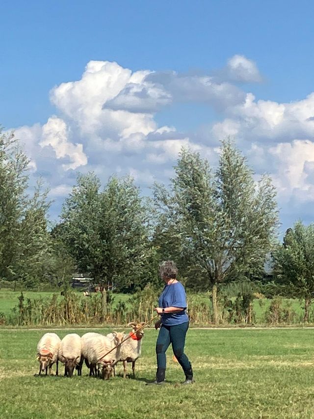 Een weiland met vijf schapen die worden getraind door een vrouwelijke schapendrijver op een zomerse dag met blauwe lucht en enige bewolking.