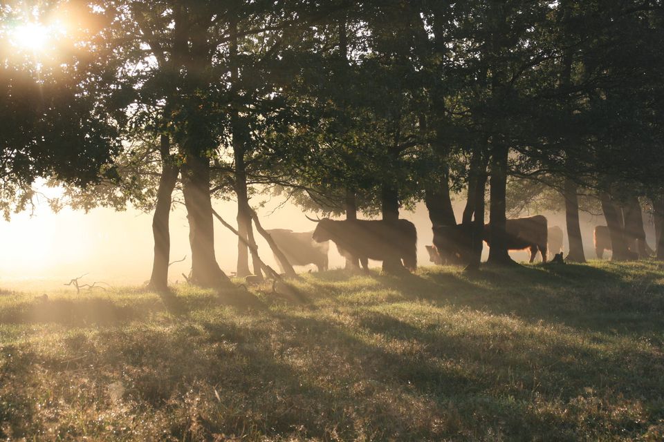 Een foto van dieren in de Maashorst.