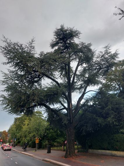 Atlasceder aan de Soestdijkerstraatweg