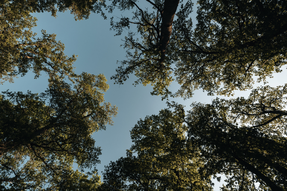 Vom Boden aus blickst du direkt nach oben zu den hohen Baumkronen, mit dem blauen Himmel im Hintergrund.