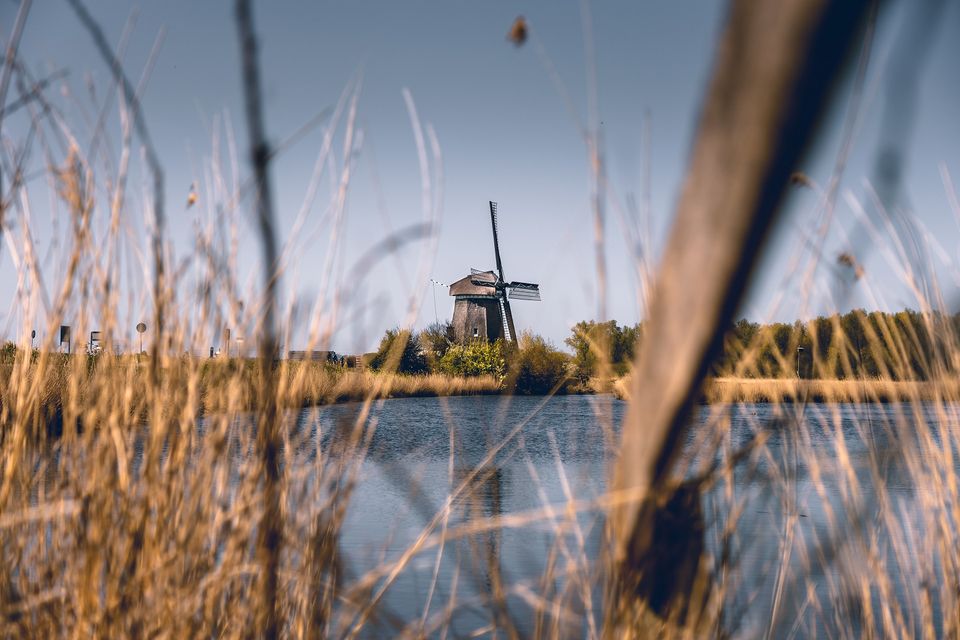 De Twiskemolen op een afstand door het riet