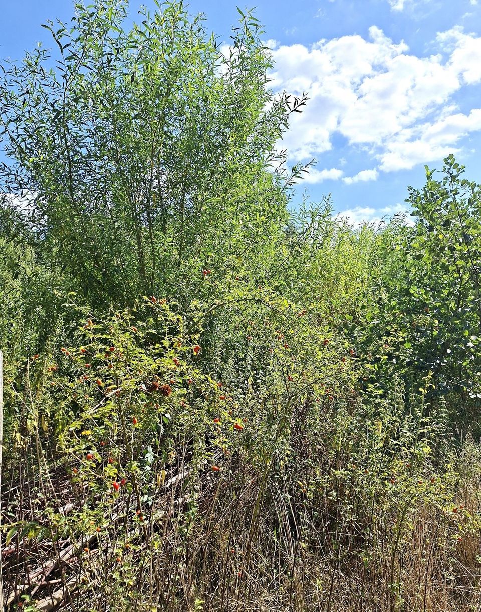 Öffentlicher Spaziergang Naturgarten De Bidd