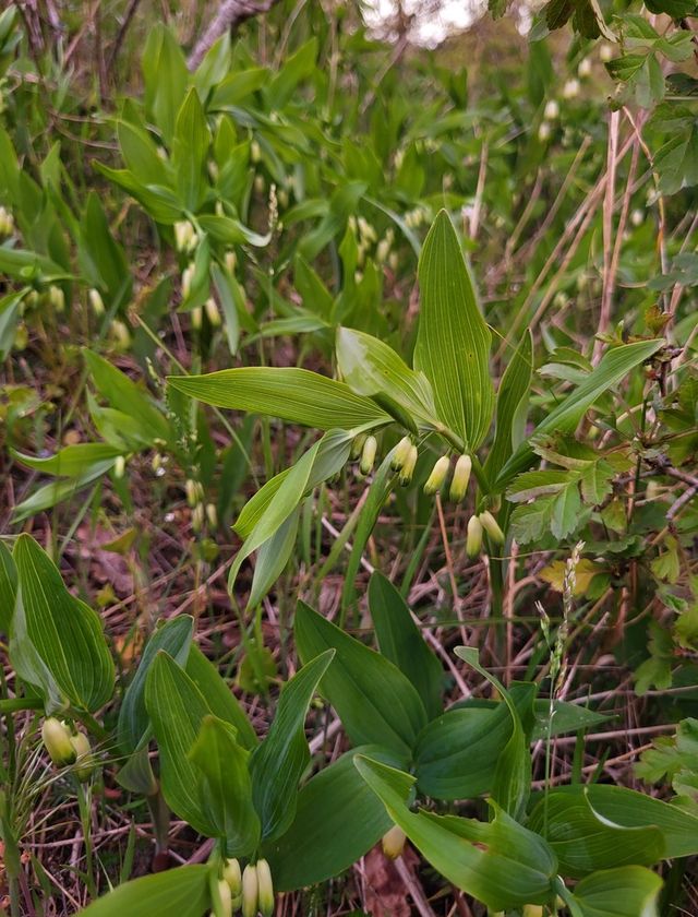 Foto van Welriekende salomonszegel
