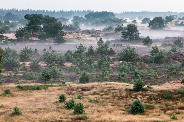 Natuurgebied met heide, mist en naaldbomen.