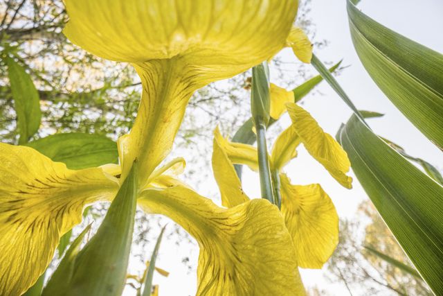Natuurfotografie gele iris, bloem in bloei, buitenomgeving, Groene Hart, detailopname van gele bloemblaadjes en groene stelen gefotografeerd van onderaf.