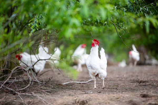 Kippen bij bezoekboerderij Eibaar