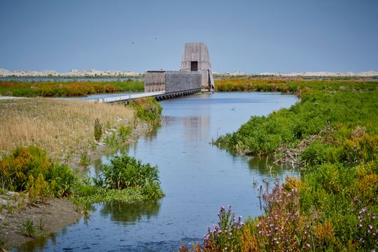 Groen natuurgebied Haveneiland met in het water een steiger in Flevoland