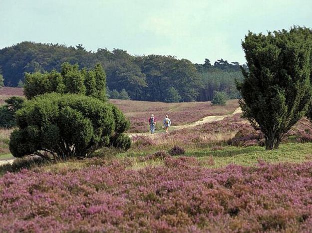 Natuurgebied Kampina