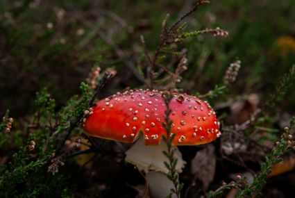Paddenstoelen op de buitenplaatsen