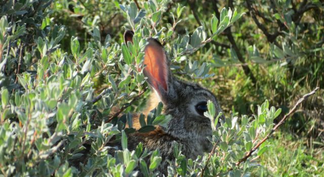 duinkonijnop Vlieland