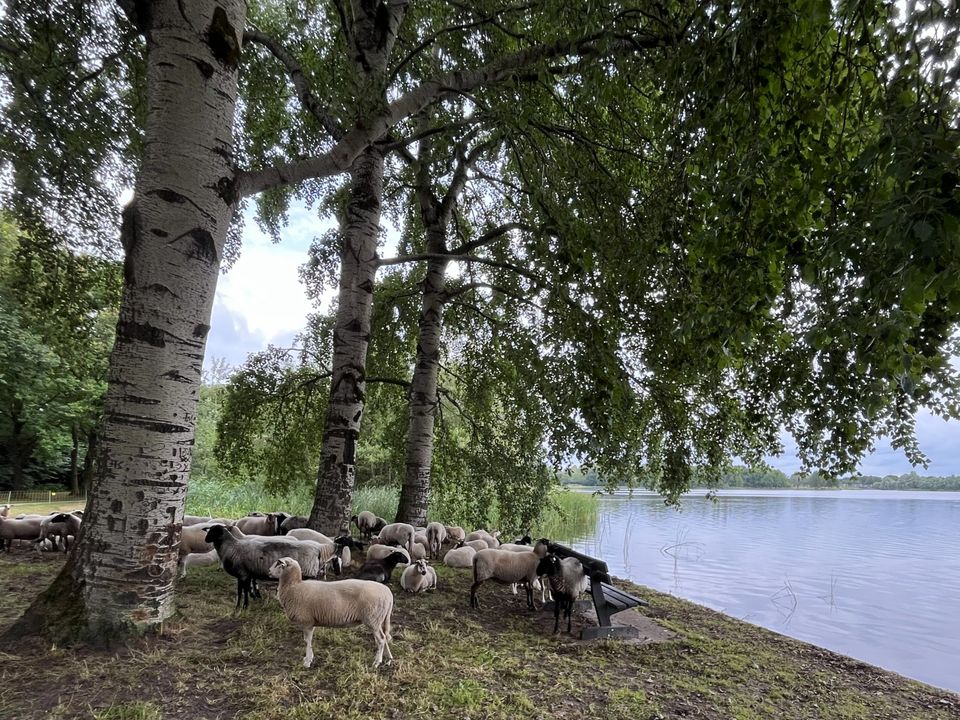 Rondom de Heide