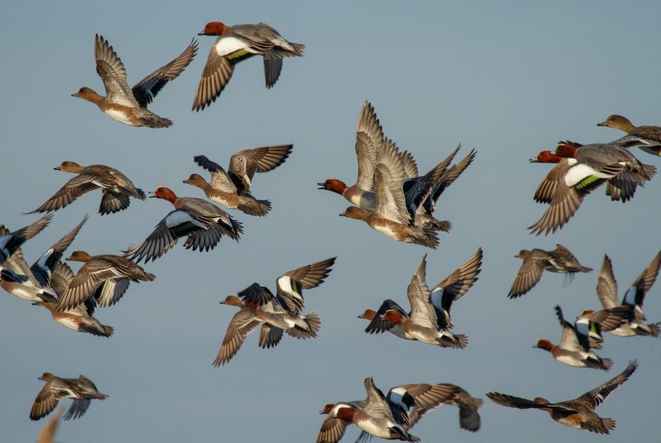 Vliegende vogels