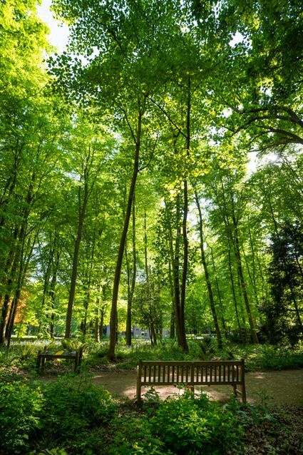 Tulpenboom voorjaar in Oegstgeest