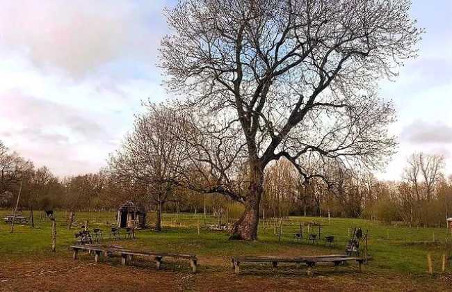 Oude boom Verhalenhuis Brandaan