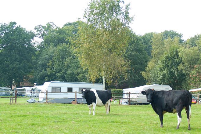 Foto van een groen grasveld met aan de rand bomen, waaronder caravans staan en 2 zwartbonte koeien op de voorgrond.