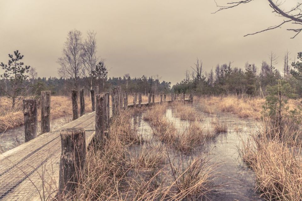 Een plankenpad in een winters landschap