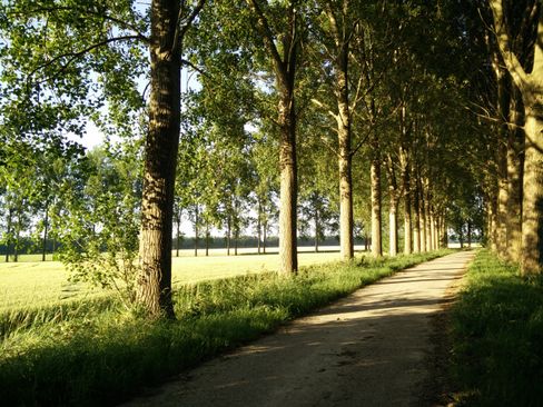 De polder in de Hoeksche Waard