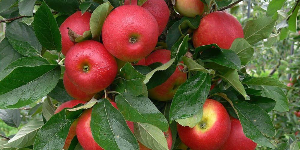 Appels