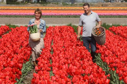 Tulpenshowtuin, rondleiding