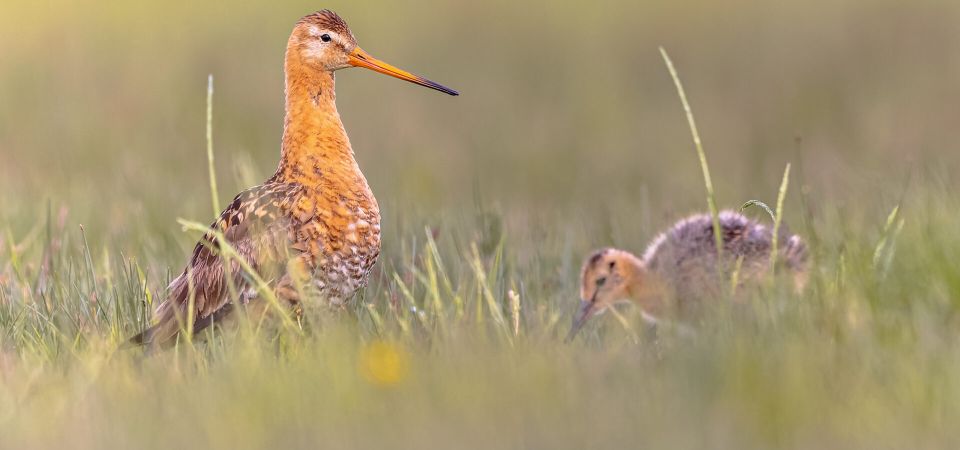 Picture of two birds for promotion European Congress of Conservation Biology