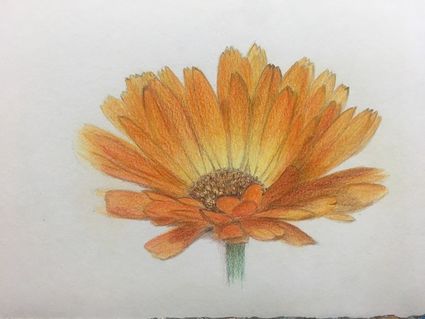 Botanische tekening van een oranje bloem, handgemaakte kleurpotloodillustratie op witte achtergrond. Gedetailleerde bloem met oranje bloemblaadjes en zichtbaar hart, kunstwerk van bloemenillustratie en natuurtekening.