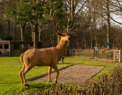 Houtsculptuur hert