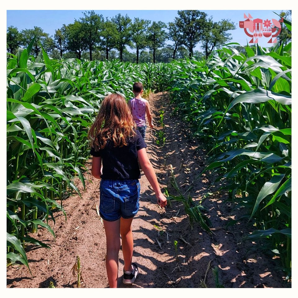 Maize maze at Porcus Campus Aarle-Rixtel