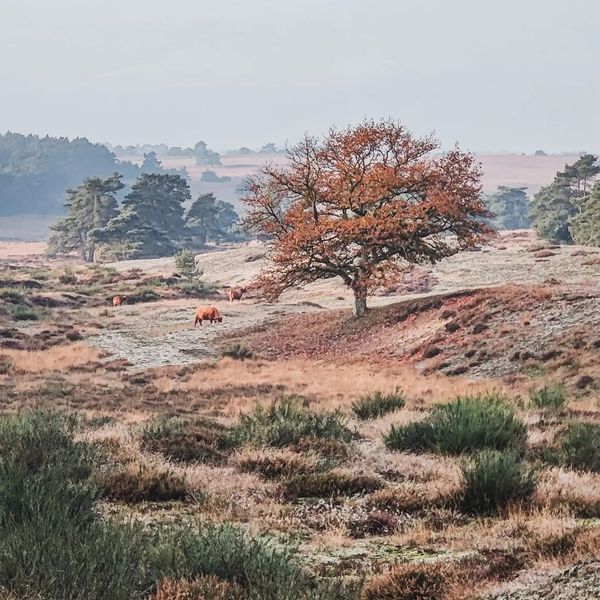 Een Schotse Hooglander in het landschap van het Nationaal Park Veluwezoom