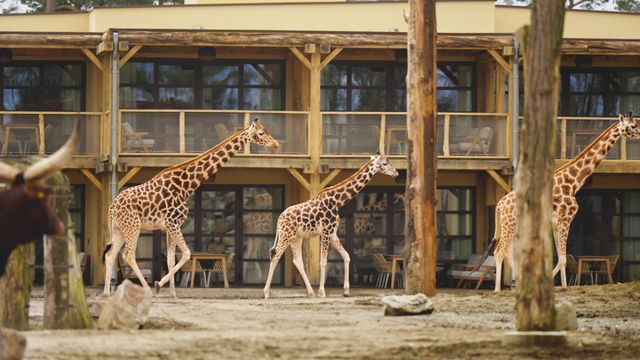 Safari Hotel Beekse Bergen met uitzicht op de giraffen