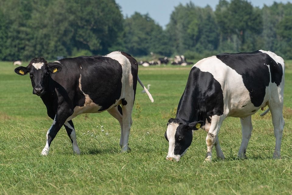 Melkveehouderij Boerderij van familie Van Soest in het Groene Hart met zwartbonte koeien in een groen weiland tijdens een landelijke boerderijbeleving op het platteland.