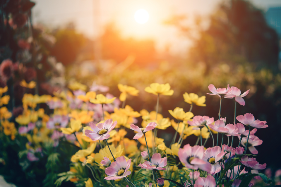 Rosa und gelbe Blumen mit einer untergehenden Sonne.
