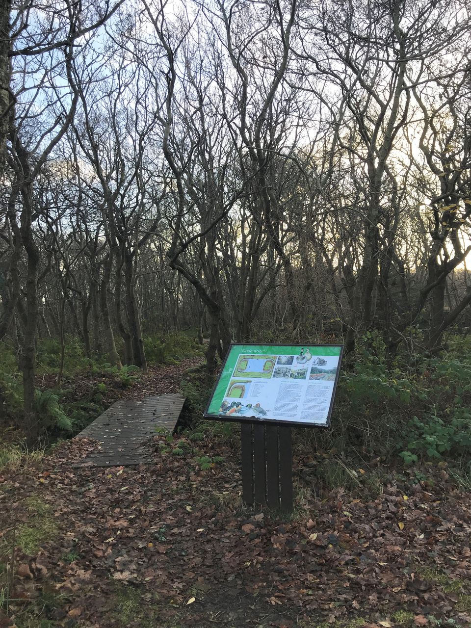 Oude Kooi Vlieland 3