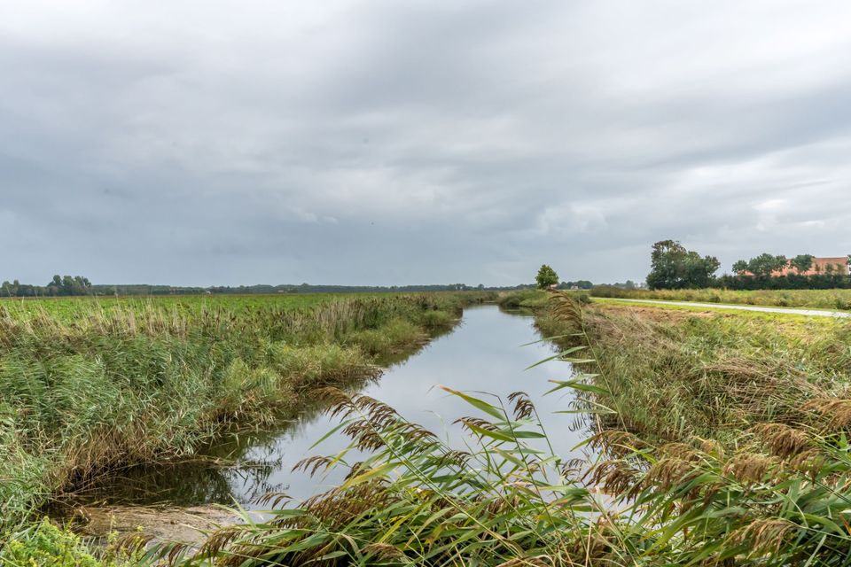 Op-Schouwen-Duiveland-Pasveersloot-Dreischor-Beekje-Met-Gras-Aan-De-Zijkant
