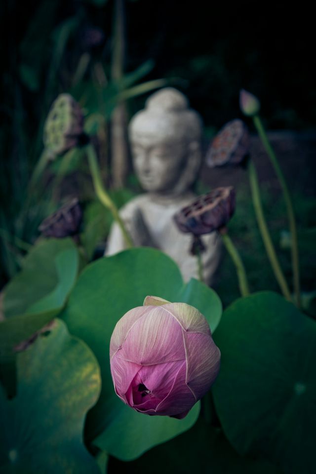 Boeddha tuin