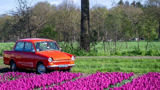 Een Daf bij een tulpenveld