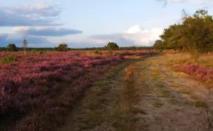 Landschotse Heide met bloeiende heide