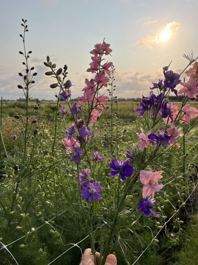 Hand met een bosje roze en paarse plukbloemen tegen de achtergrond van een bloeiende pluktuin en een ondergaande zon bij Pluktuin Wilde Weide in Woerden.