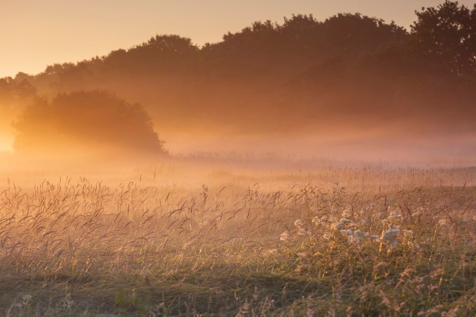 Gouden ochtendgloed in de natuur in Drenthe.