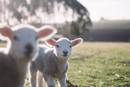twee lammetjes in een weiland die recht in de camera kijken