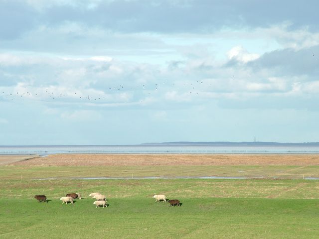 schapen kijken in Noord-Friesland