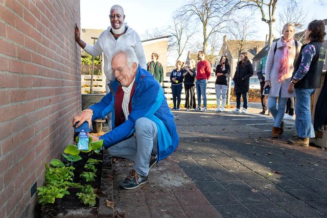 Wethouder Sjaak Kruis plant een plantje tijdens de straatmakeover