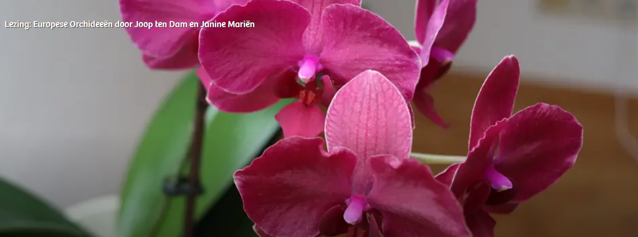 Een roze orchidee