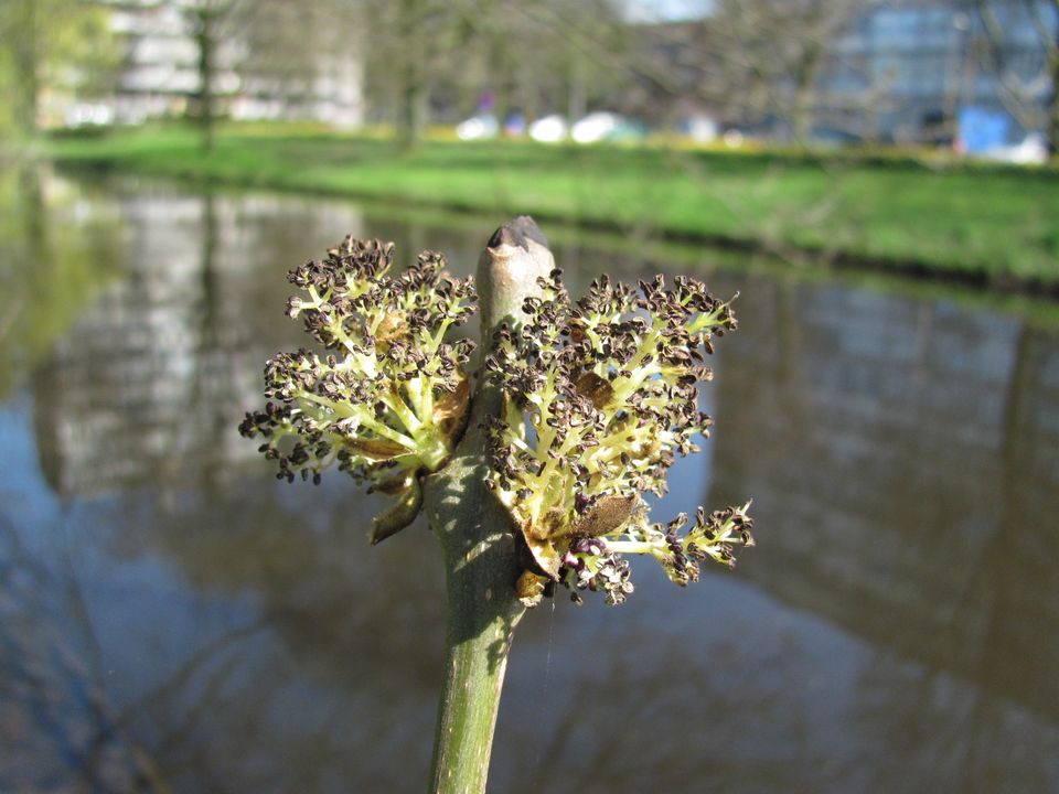 De bloem van een Es