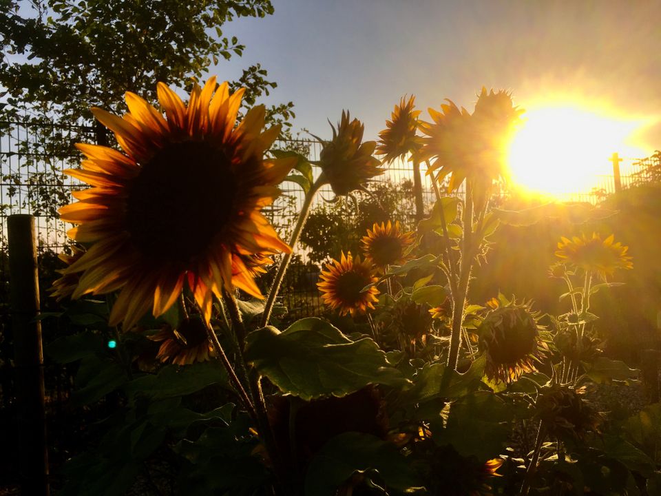 Zonnebloemen in de volkstuin aan de Streek in Etten-Leur
