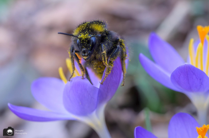 Hommel op paarse krokus