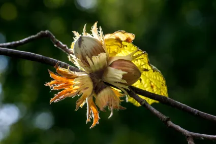 IVN-KNNV | Thema-avond | De Hazelnoot