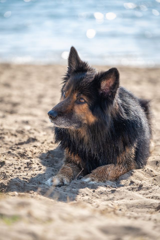 Hond op recreatiegebied