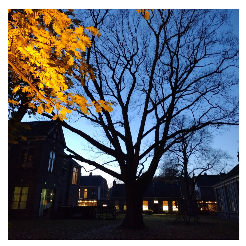 Vleugelnootboom in het donker bij hospitaal Veenhuizen